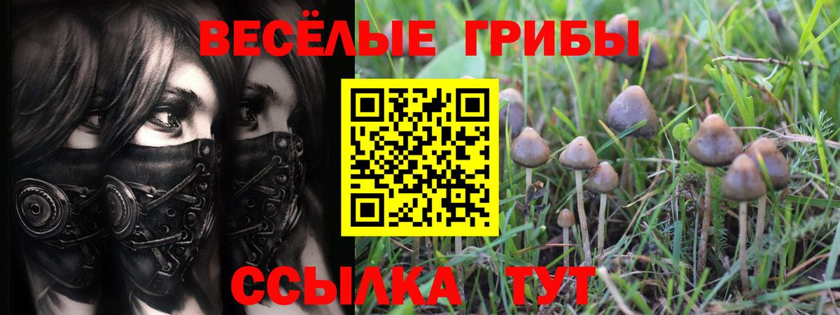 Галлюциногенные грибы прущие грибы  Белореченск 